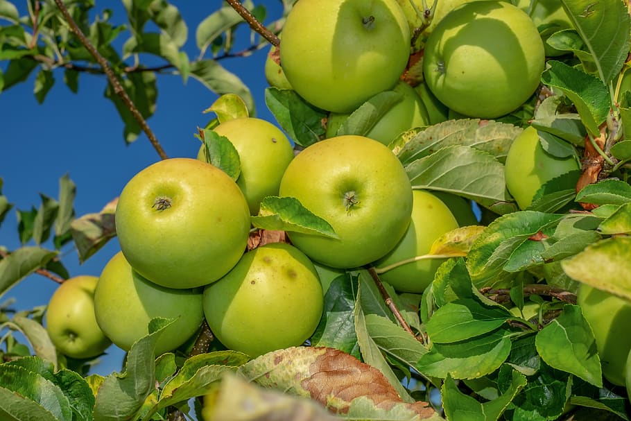 manzana, verde, maduro, vitaminas, frutas, árboles frutales, huerto de manzanas, kernobstgewaechs, delicioso, saludable