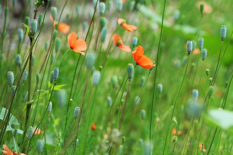 poppy flowers, flower field, nature, green, spring, toscana, italy, florence, plant, flower