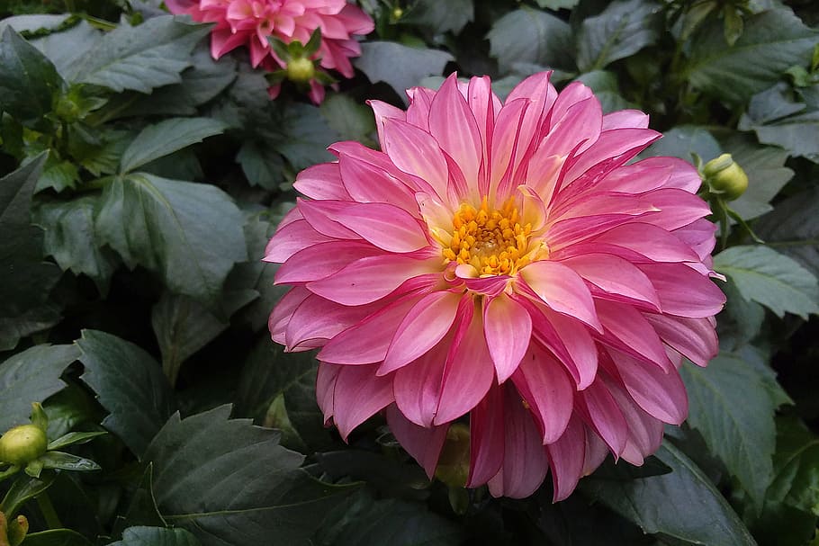 close, pink, dahlia flower, full, bloom., flower images, beautiful flower pictures, flower pics, flowers pic, flower photography