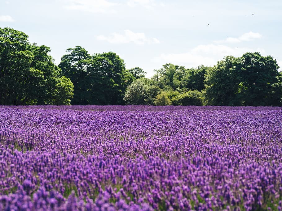 lavender, bidang, pertanian, luar, alam, perjalanan, pohon, tanaman, awan, langit