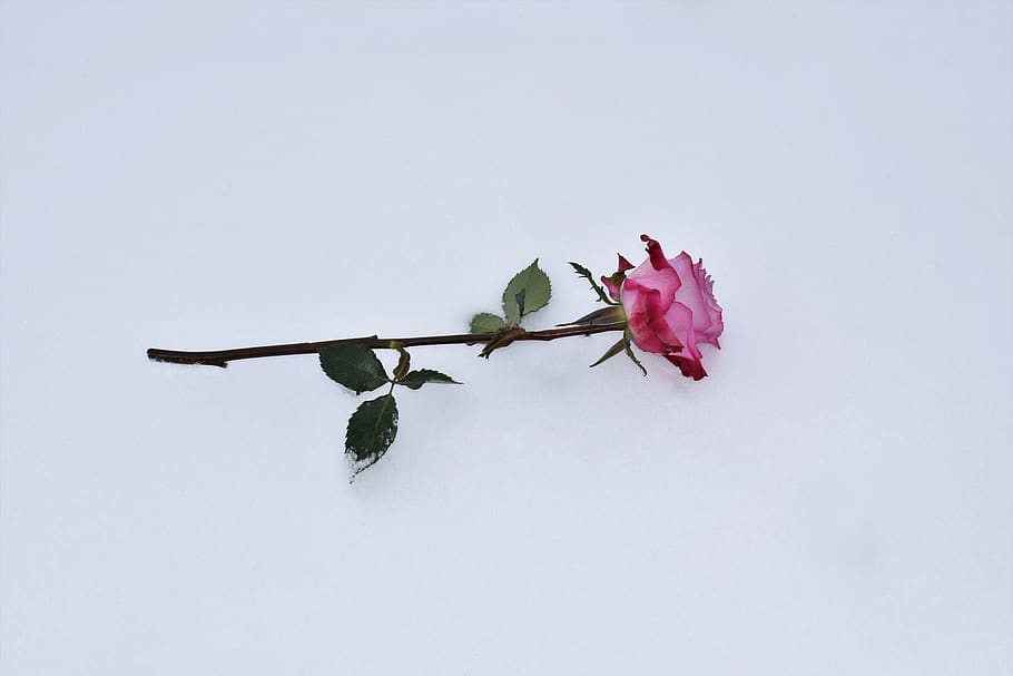 rosa rosa en la nieve, símbolo de amor, invierno, nevado, romántico, frío, heladas, al aire libre, flor, colorido