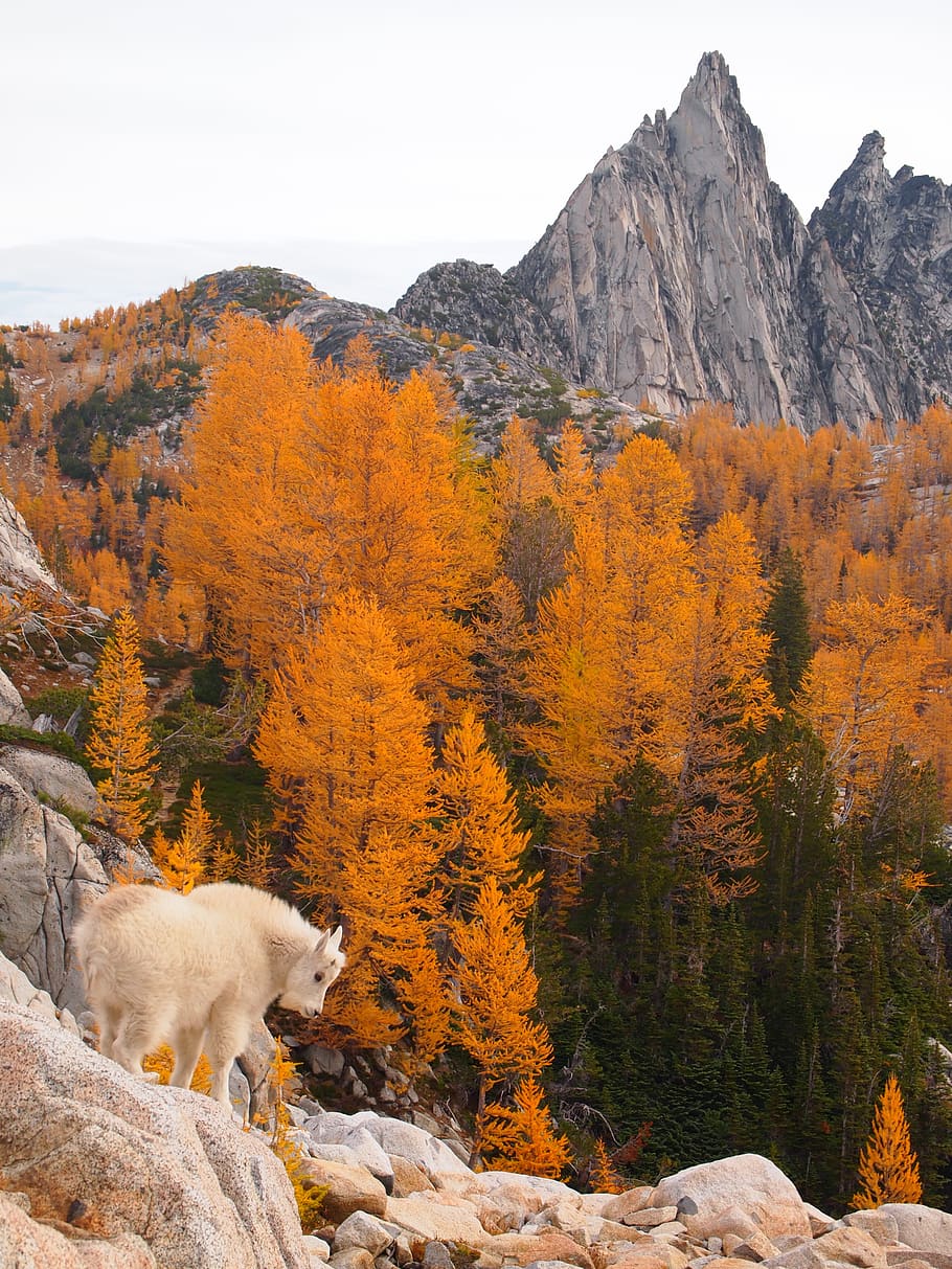 enchantments, cascade mountains, mountain goat kid, fall colors, golden larch trees, one animal, mammal, animal themes, animal, mountain
