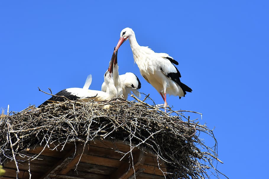 stork, feed, young animals, wing, birds, plumage, nature, animals, rattle stork, feather
