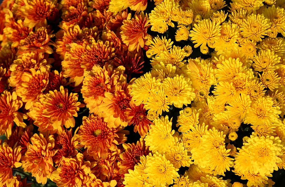 yellow chrysanthemums, chrysanthemum, bloom, flower, blossom, flora, plant, composites, garden chrysanthemums, autumn flower