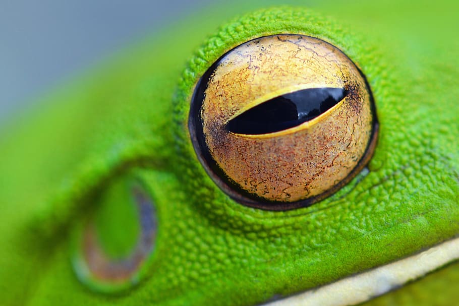 ojo de rana, animalesNaturaleza, ojo, ojos, color verde, primer plano, temas de animales, un animal, parte del cuerpo animal, animal