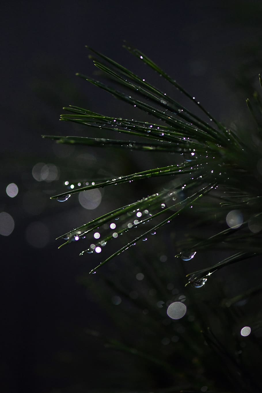 bonsai, conifer, drip, raindrop, branch, close up, evergreen, green, drop of water, water