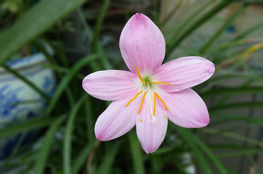saffron, crocus, saffron flower, pink, flowers, romantic, soft, fragrance, sejong, flowering plant