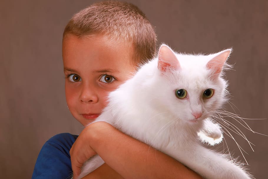 boy, child, close-up, cute, face, kid, little, looking, one, cat