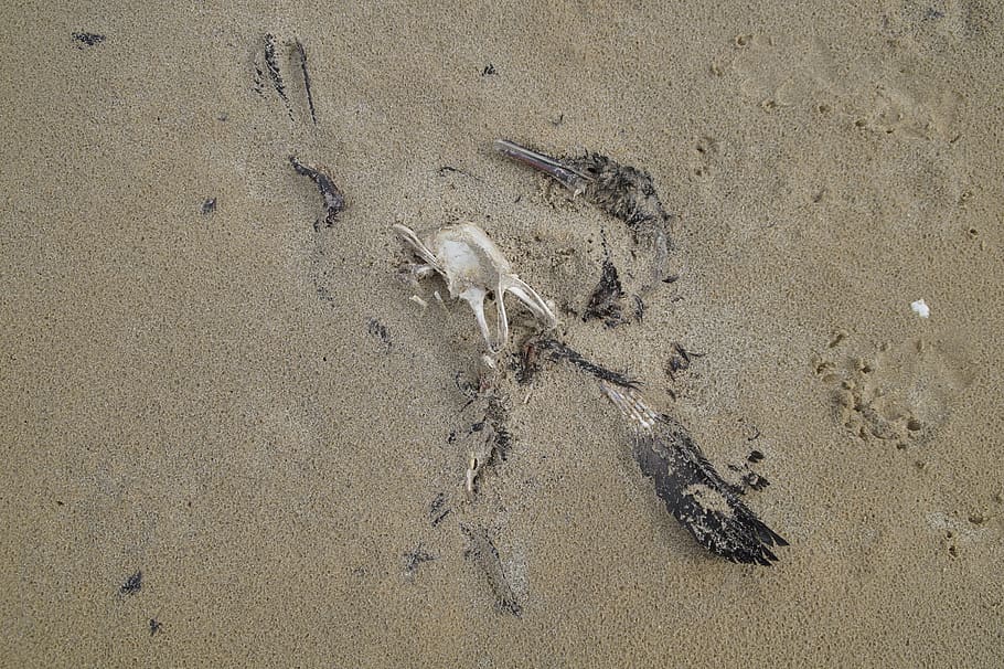 dead, bird, decay, death, cormorant, beach, sand, bird flu, body, pass