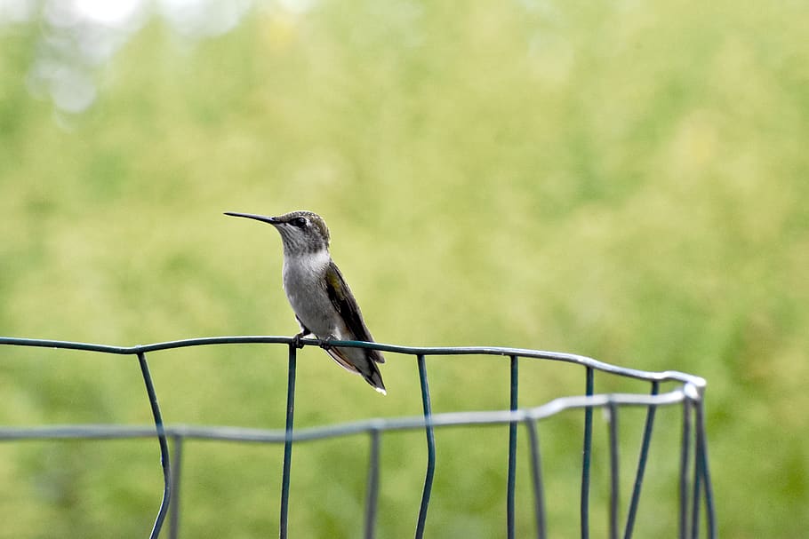 colibrí, valla, pequeño, pájaro, naturaleza, jardín, animal, pico, alas, fauna silvestre