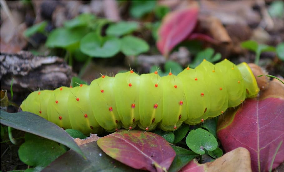 caterpillar, autumn, bugs, insect, colorful, garden, summer, green, plant, butterfly
