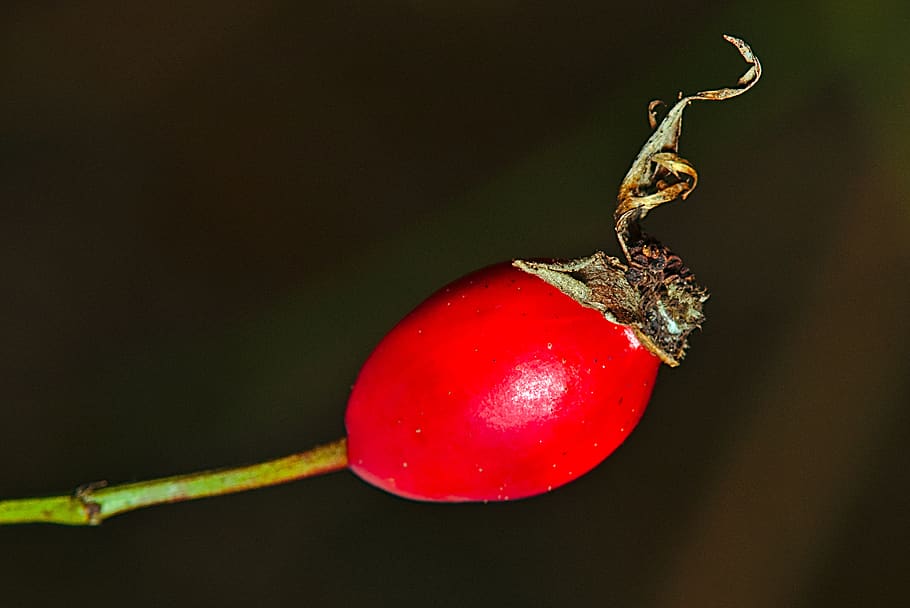 rose hip, winter, close up, fruit, food and drink, food, red, healthy eating, close-up, wellbeing