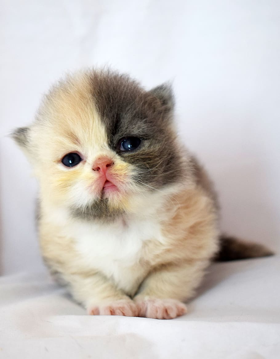 baby kitten, pussy, cat, sladicka, a pet, fluffy, quite a bit, variegated, pets, domestic