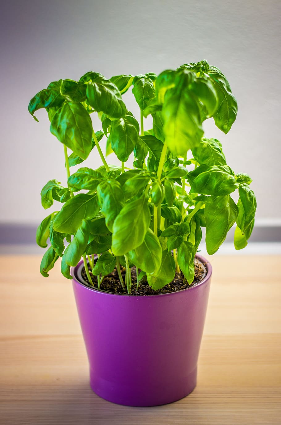 basil, green, herb, herbs, leaf, leaves, plant, green color, plant part, indoors