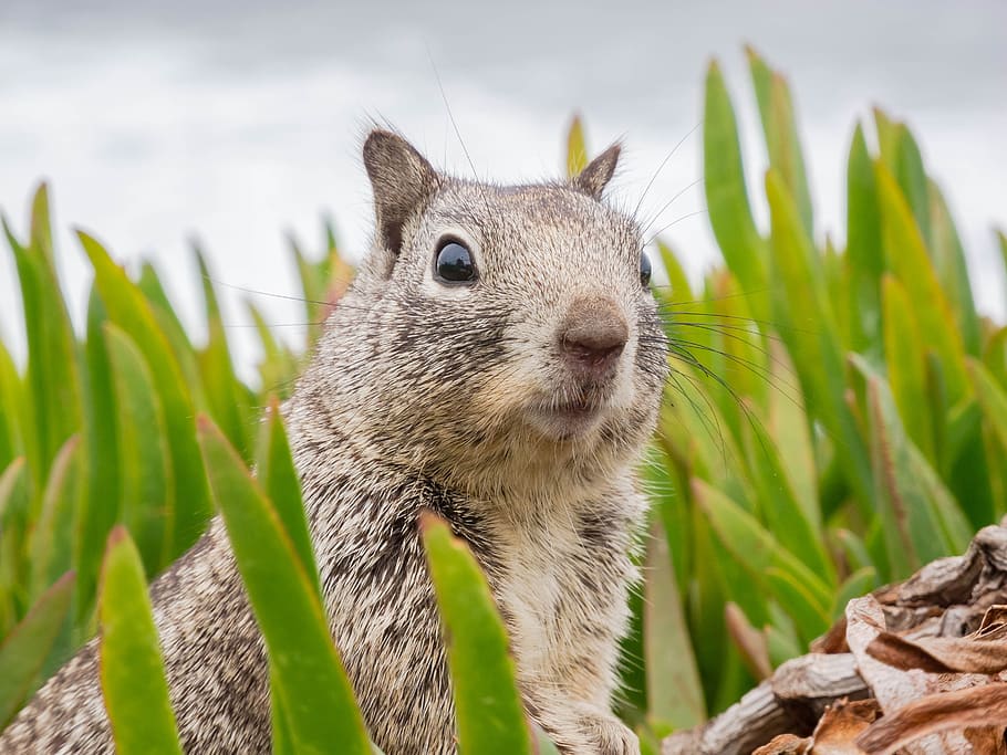 surprised, sweet, animal, squirrel, california, nature, rodent, cute, foraging, animal world