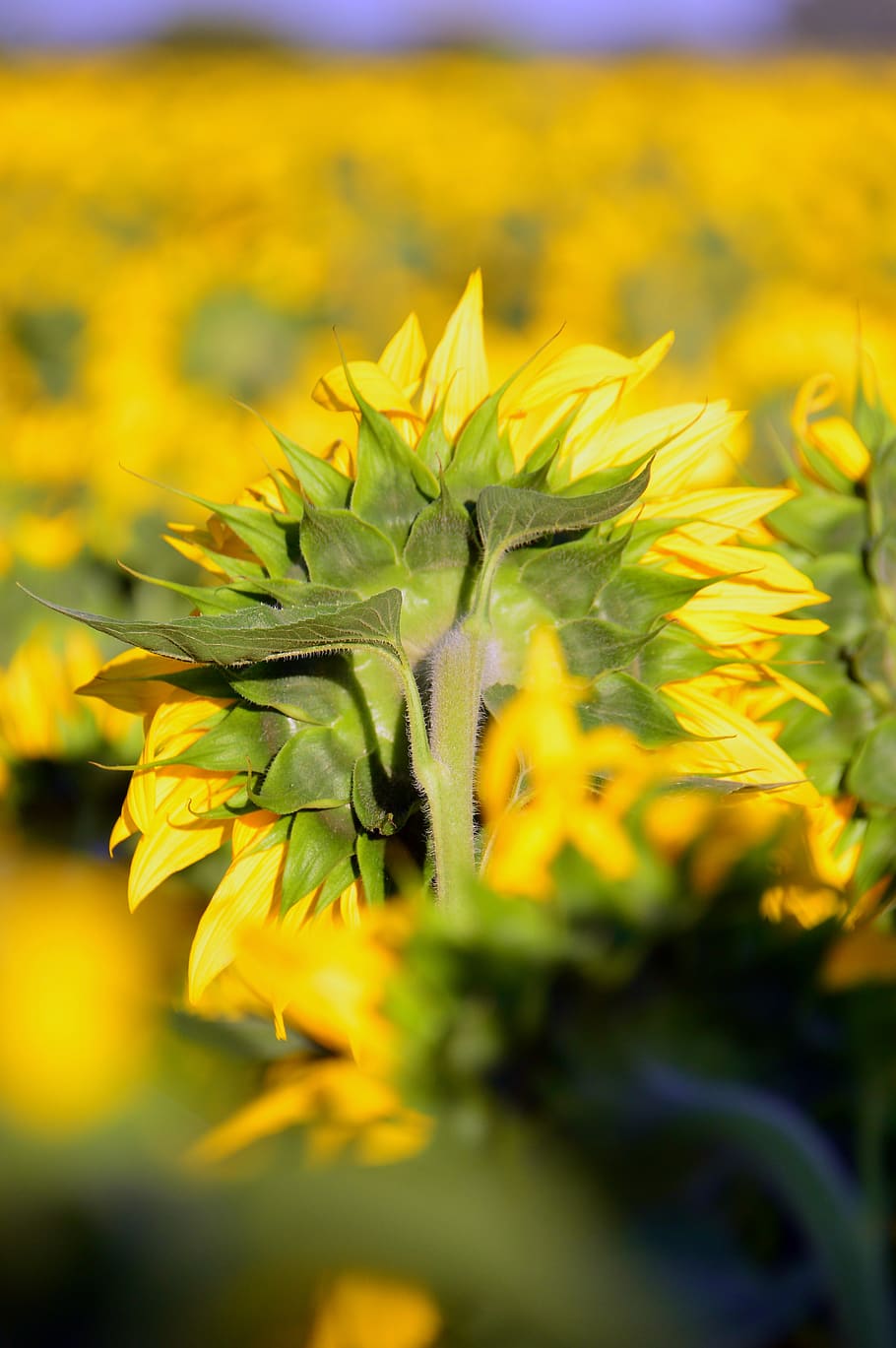 sunflower, yellow, yellow petals, petal, mass, plant, other cannabinoids, flower, agriculture, seeds