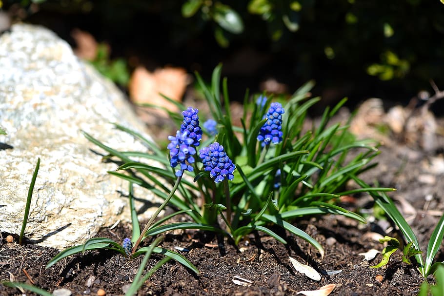 muscari, blue, flower, nature, garden, fresh, fragrance, flowering plant, plant, beauty in nature