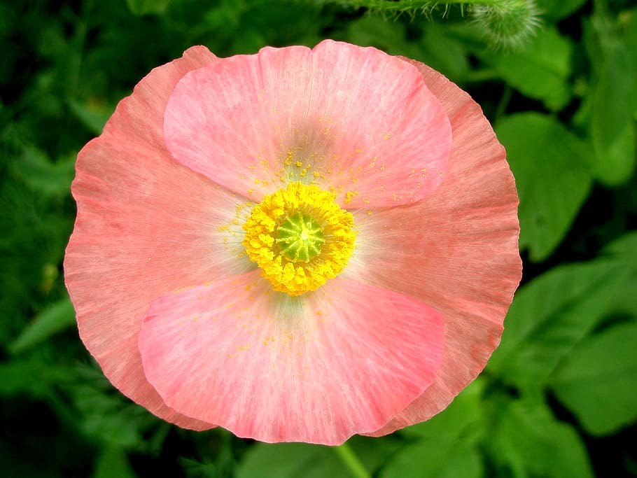 pink poppy, poppy, flower, pink, pollen, flowering plant, freshness, plant, beauty in nature, close-up