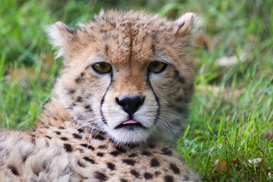 anak cheetah, Cheetah, margasatwa, hewan, kucing, licik, imut, safari, binatang menyusui, anak