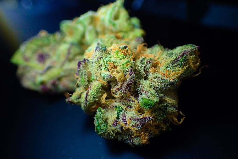 bud, cannabis, close up, dope, drug, flower, ganja, green, hemp, herb