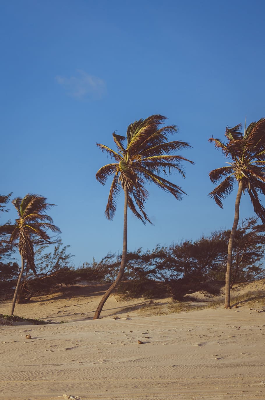 árbol plam, balanceo, viento, playa, viajes, vacaciones, cielo azul, arena, arbusto, árbol
