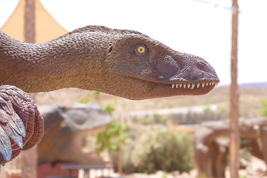 dinosaur, raptor, velociraptor, deinonychus, fossil, cretaceous, jurassic, park, dino, bird