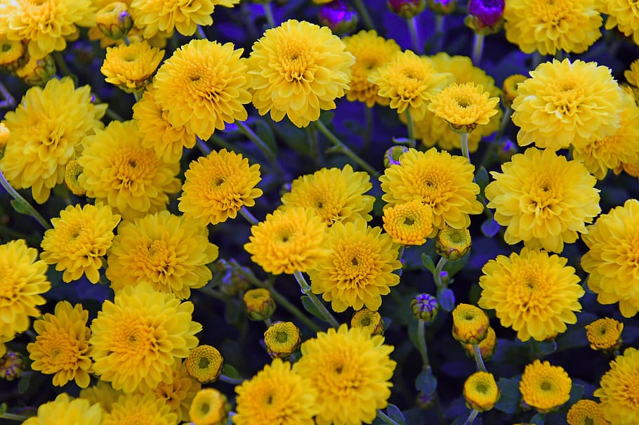 yellow chrysanthemum, chrysanthemums, bloom, autumn, autumn flowers, nice, romantic, wildflower, chrysanthemum, yellow