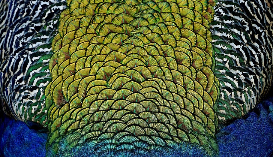 peacock, feathers, close up, colorful, plumage, bird, tail, peafowl, fantail, vibrant
