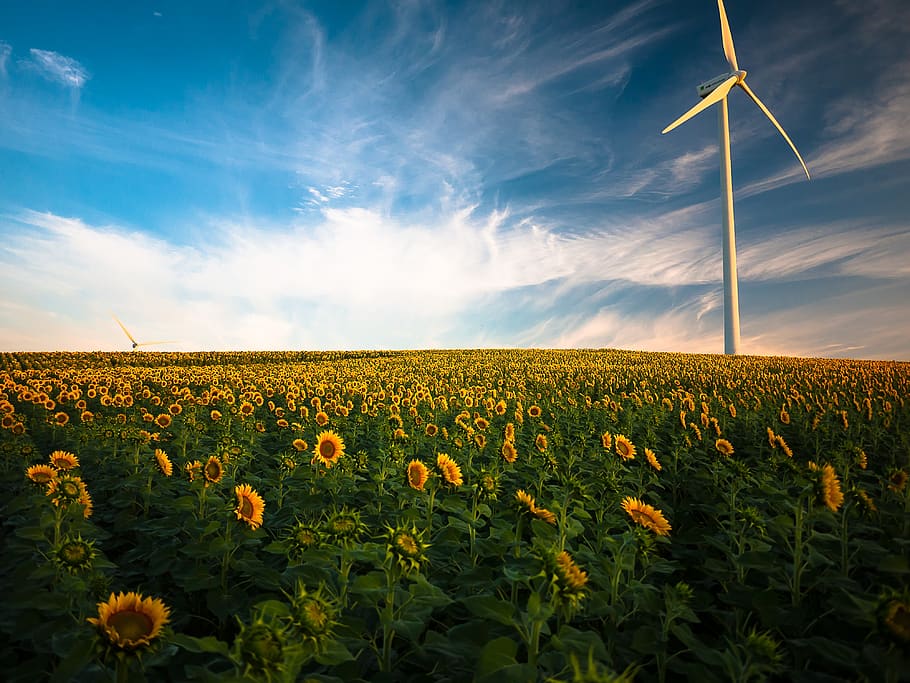 agriculture, sunflower field, wind energy, renewable energy, wind power, beautiful, clouds, field, flora, flowers