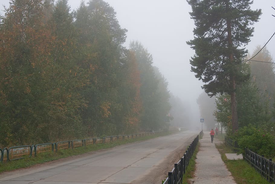 fog, walk, cold, country, walking, road, tree, mist, morning, misty