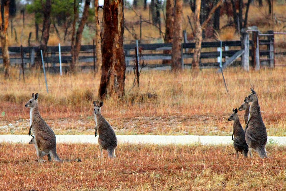 kangaroos, wallabies, wallaby, australia, outback, marsupial, queensland, wildlife, curious, landscape