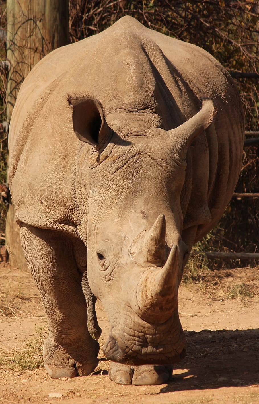 rhino, animal, zoo, africa, rhinoceros, pachyderm, horn, safari, wild, animal themes