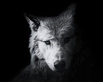 Page 2 | Royalty-free wolf photos free download | Pxfuel
