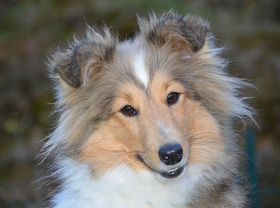 dog, bitch, dog berger shetland, female dog nayana, muzzle end, fawn with black overlay, portrait, brown eyes, domestic dog, animal