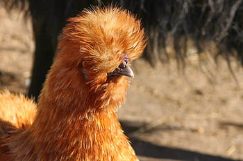 Página 13 | Fotos granja de aves libres de regalías | Pxfuel