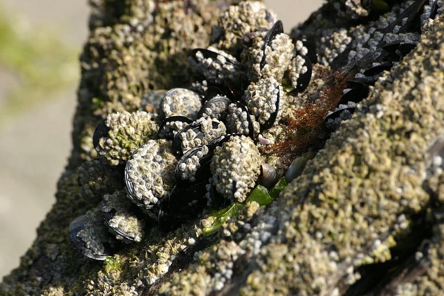 mussels, shells, sea, algae, close-up, selective focus, nature, day, textured, plant