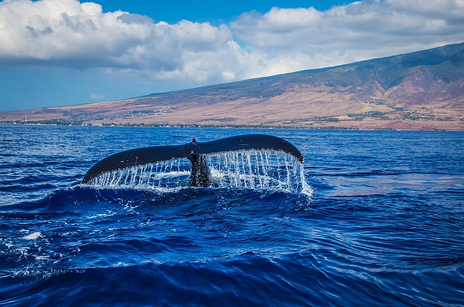 humpback whale, breaching, tail, ocean, mammal, marine, sea, water, wildlife, nature