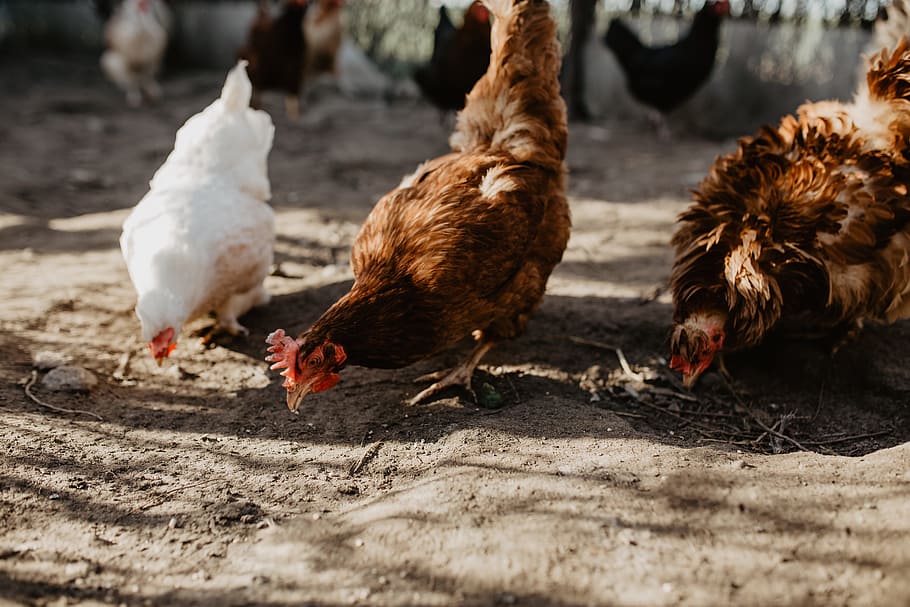 farm chicken, eating, seeds, coop, farm, hens, chickens, polutry, bird, animal themes