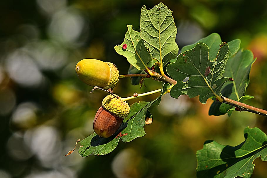 acorn, nut, oak tree, tannin, green, twig, branch, fruit, leaf, healthy eating
