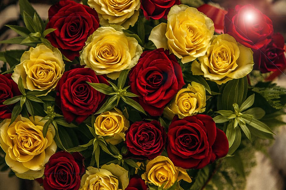mawar, bunga, pola, alam, cinta, roman, romantis, merah, taman, pernikahan