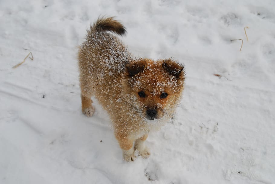 anak anjing, musim dingin, salju, anjing, hewan, putih, alam, lucu, berjalan, bahagia