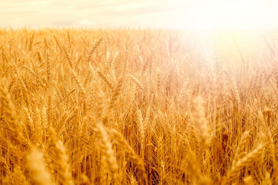 campo de trigo, dourado, brilho, sol da tarde, agricultura, planta de cereal, colheita, terra, cena rural, planta