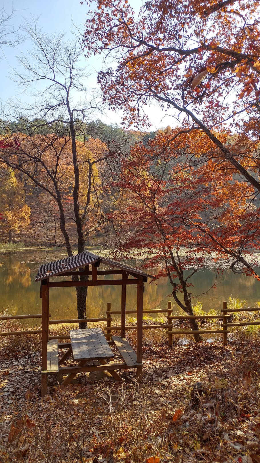 autumn, leaves, nature, lake, worth, tree, plant, change, bench, seat