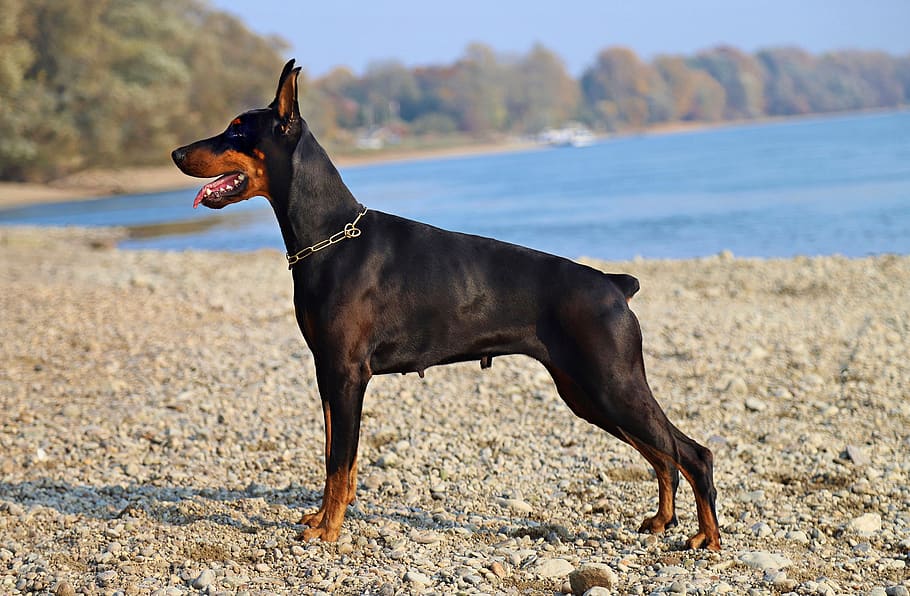 doberman, black, dog, beautiful, nice, waterfront, consists of, one animal, domestic animals, canine