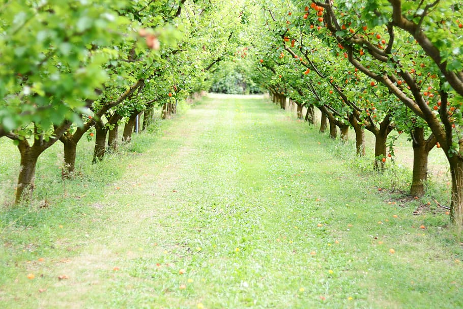 orchard, fruit, apricots, nature, healthy, sweet, green, grass, orange, plant