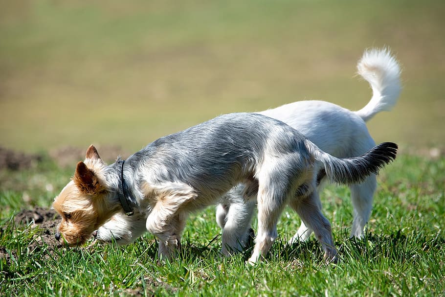 dogs, meadow, grass, small dogs, sniffing, explore, smell, animal, pet, spring