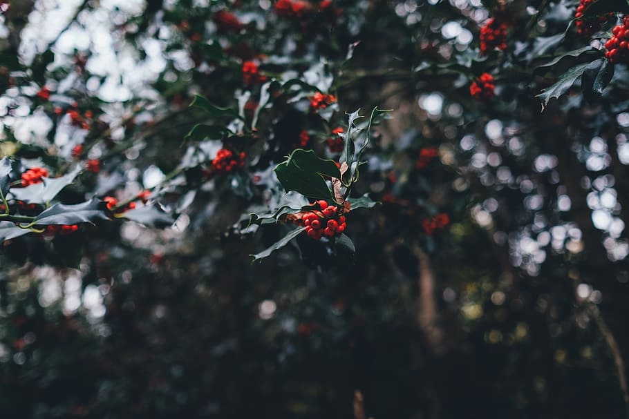 berries, black, branches, green, leaves, plants, red, plant, growth, tree