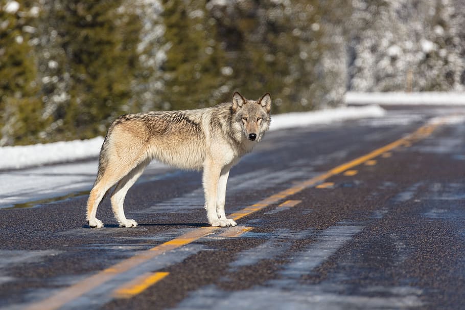 wolf, lone, predator, wildlife, road, nature, wild, lupus, looking, fur