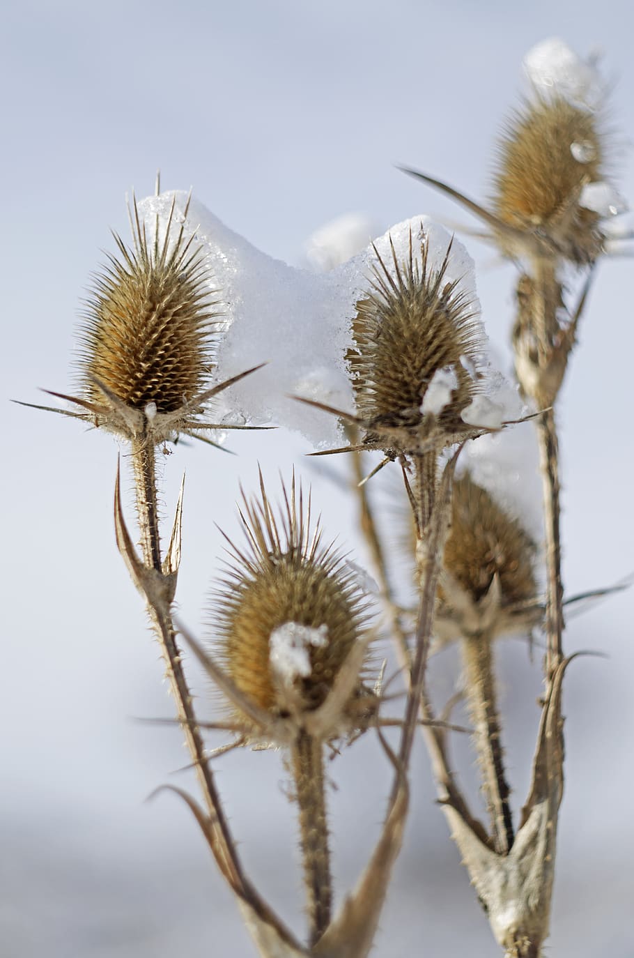 thistles, snow, winter, cold, blue, ice, sharp, thorns, crystals, nature