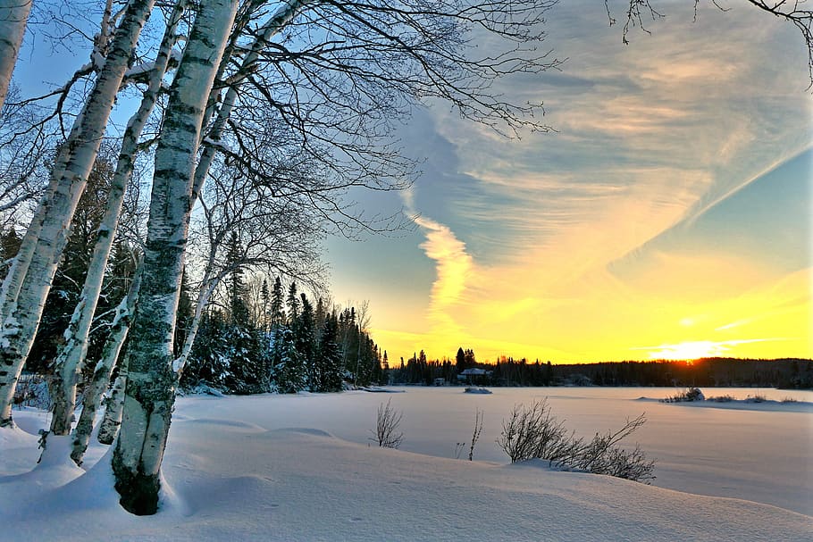 landscape, winter, nature, cold, trees, birch, sunset, twilight, sky, colors